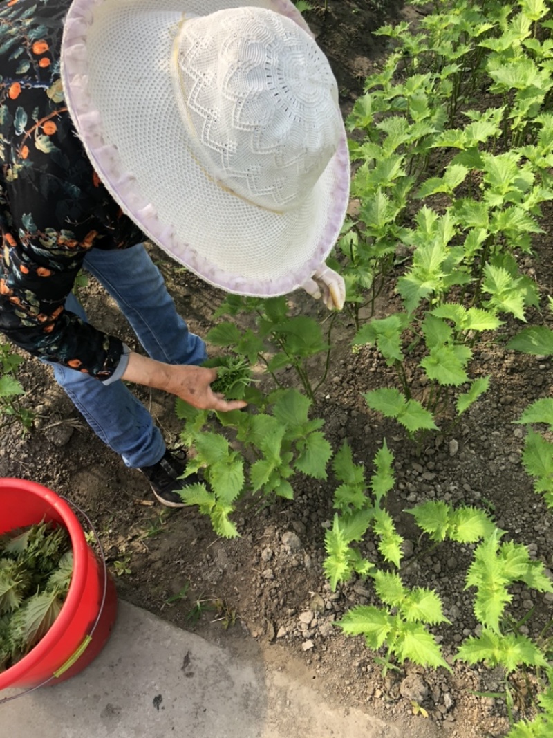 【精品紫苏叶】自家种植，好药材基地直发欢迎咨询下单