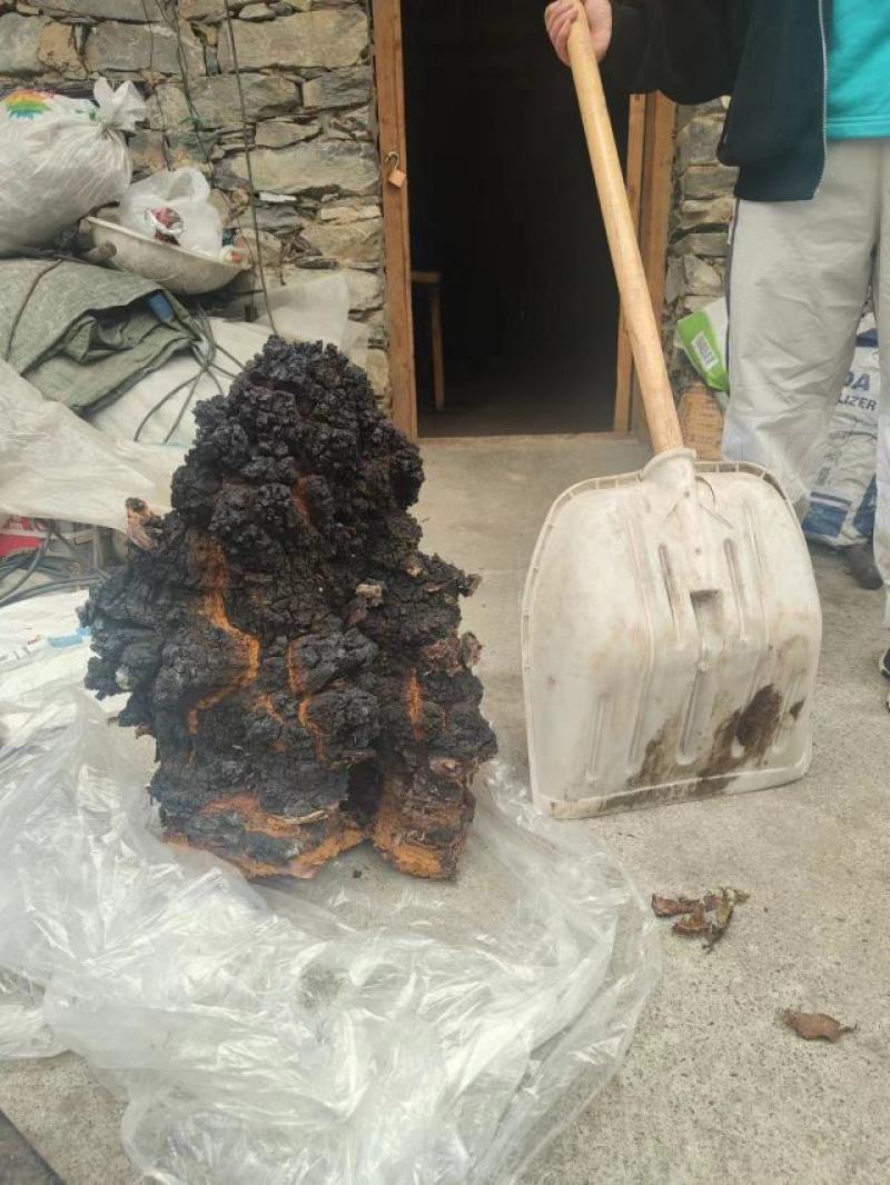 川西高原优质白桦茸