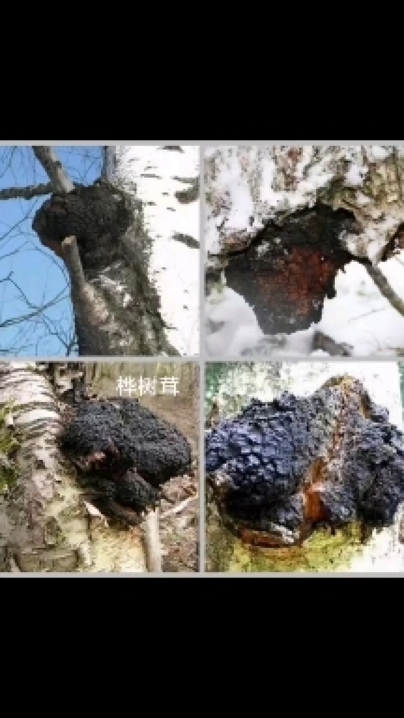 川西高原优质白桦茸