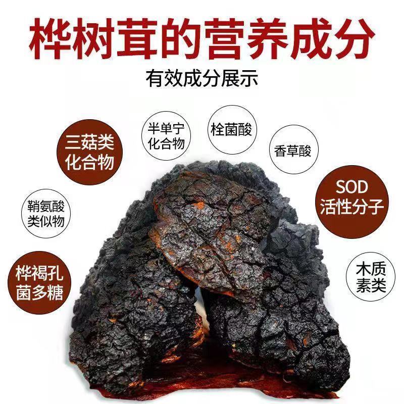 川西高原优质白桦茸