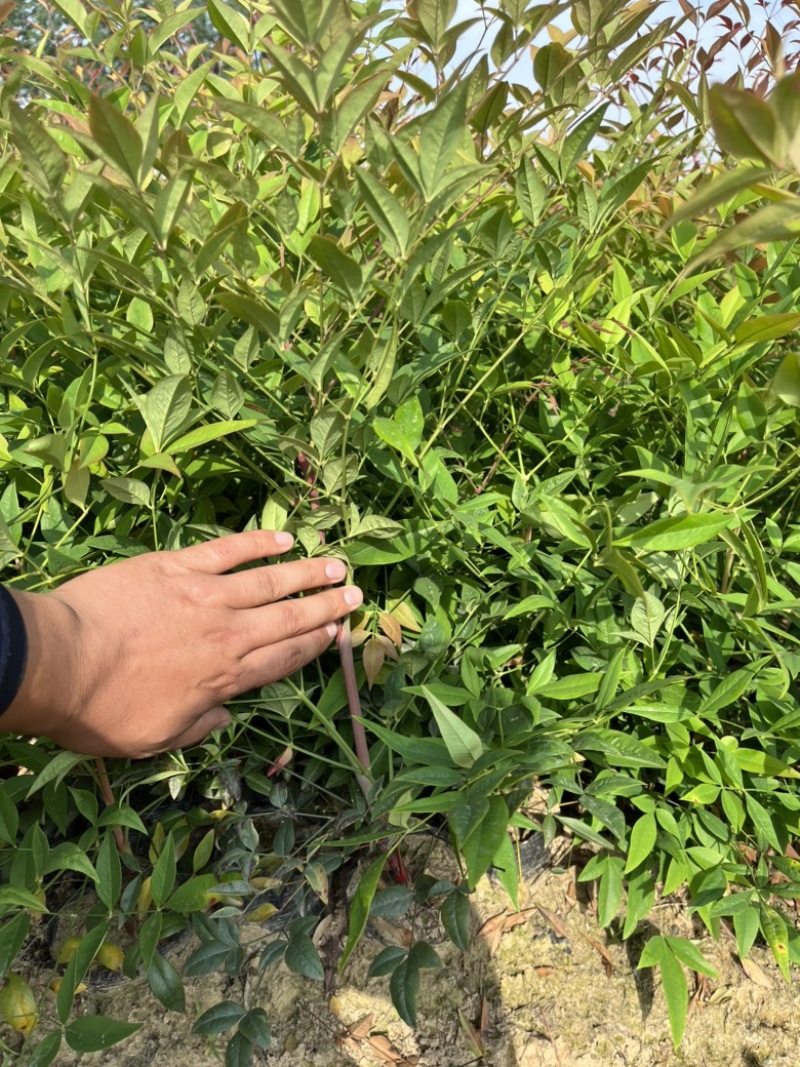 南天竹大杯苗基地自产自销货源充足常在供应