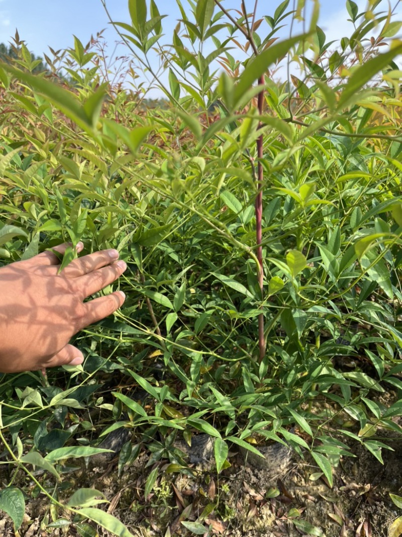 南天竹大杯苗基地自产自销货源充足常在供应