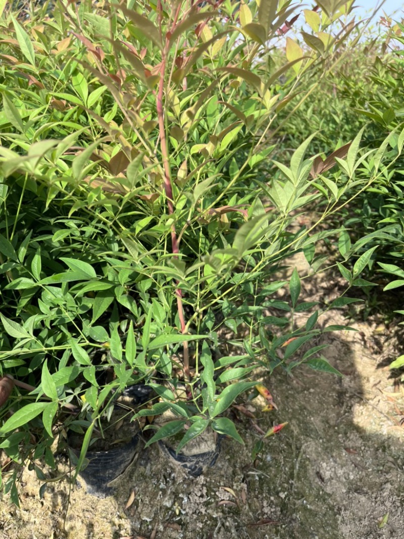 南天竹大杯苗基地自产自销货源充足常在供应