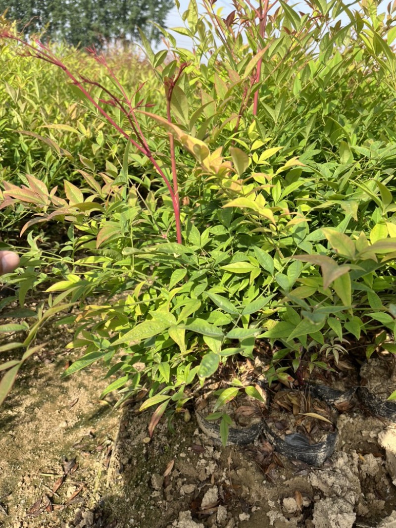 南天竹大杯苗基地自产自销货源充足常在供应