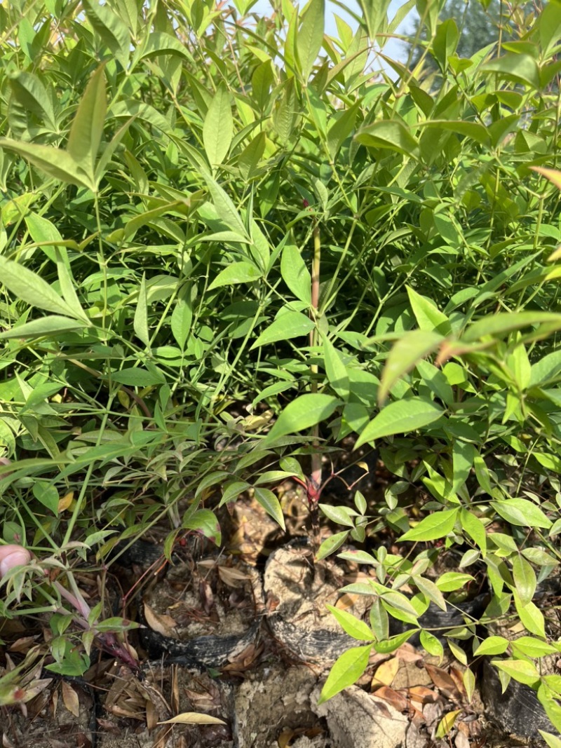 南天竹大杯苗基地自产自销货源充足常在供应