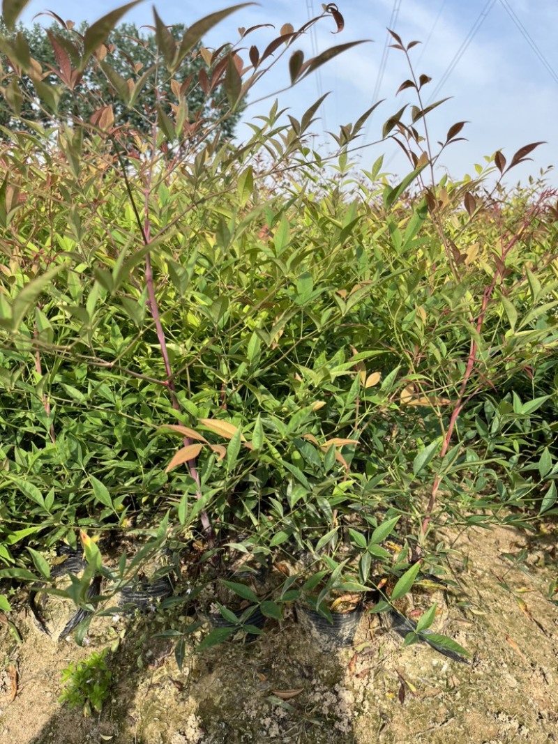 南天竹大杯苗基地自产自销货源充足常在供应
