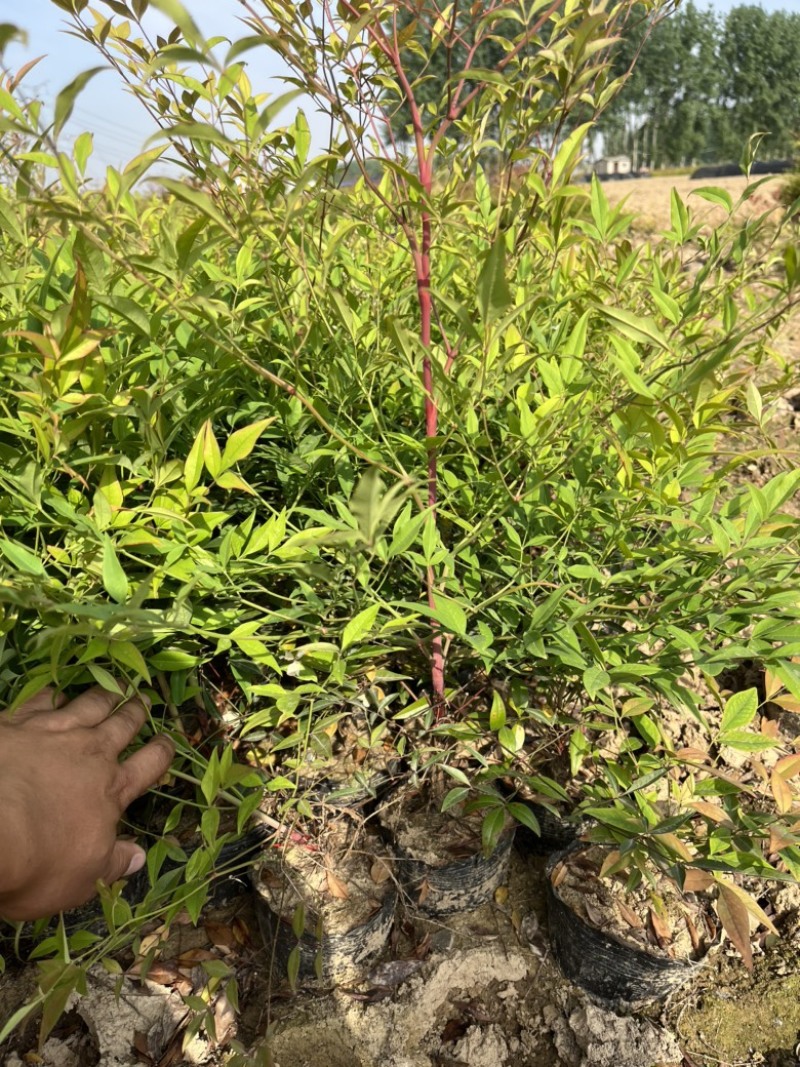 南天竹大杯苗基地自产自销货源充足常在供应