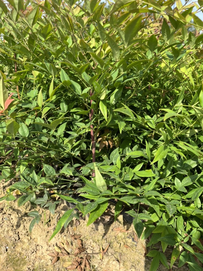 南天竹大杯苗基地自产自销货源充足常在供应