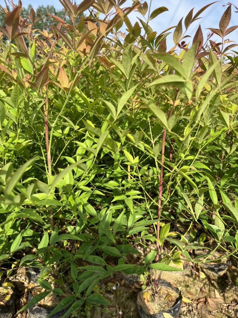 南天竹大杯苗基地自产自销货源充足常在供应