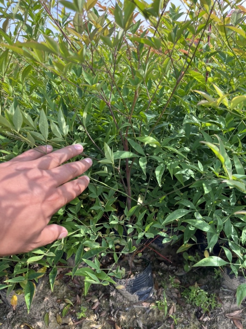 南天竹大杯苗基地自产自销货源充足常在供应