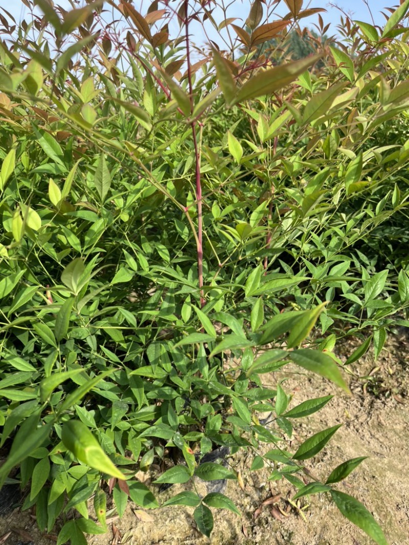 南天竹大杯苗基地自产自销货源充足常在供应