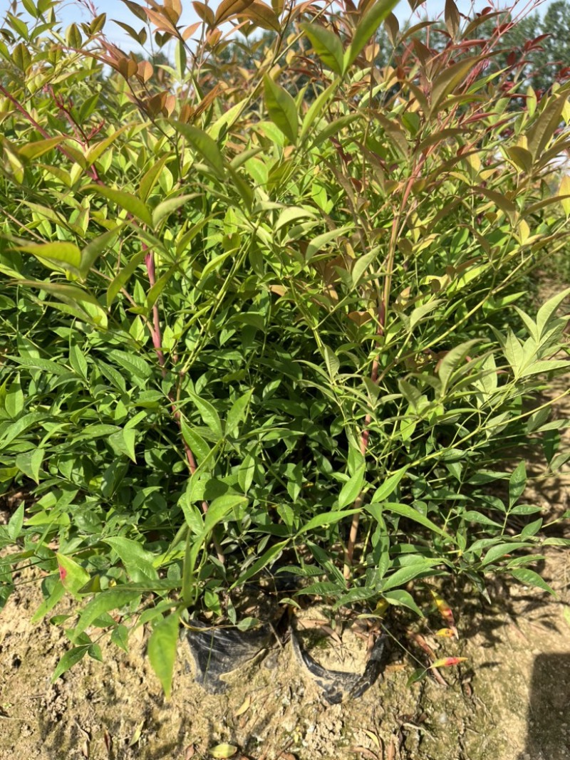 南天竹大杯苗基地自产自销货源充足常在供应