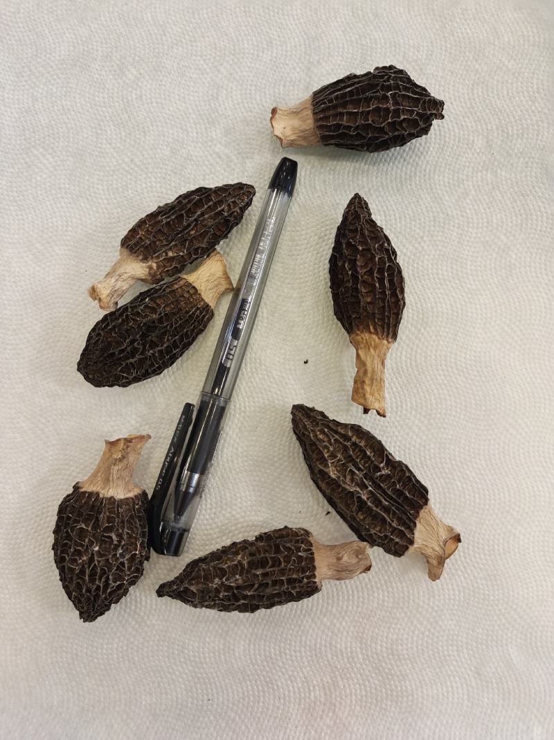 干羊肚菌（干）高中低档各个规格都有，任你选择。