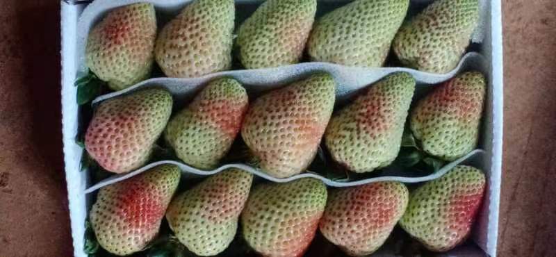 展示一颗红润饱满的草莓柿子,表皮光滑,颜色鲜红,呈现自然光照下的特写镜头 草莓柿子的外观展示