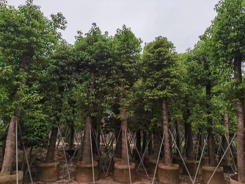 截杆香樟18-20-22公分价格详情咨询欢迎来电定购