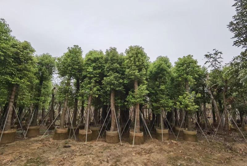 截杆香樟18-20-22公分价格详情咨询欢迎来电定购