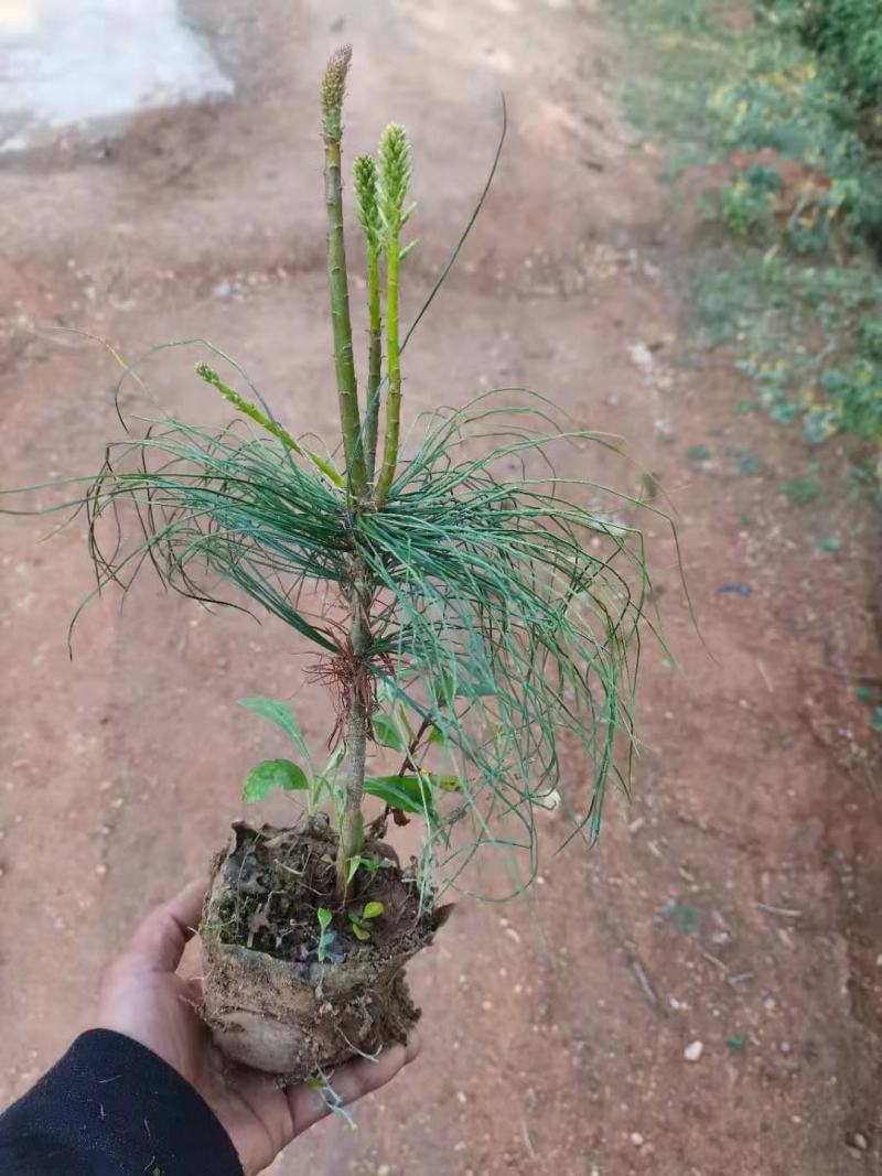 华山松苗华山松杯苗，华山松袋苗，云南华山松提供三证一签