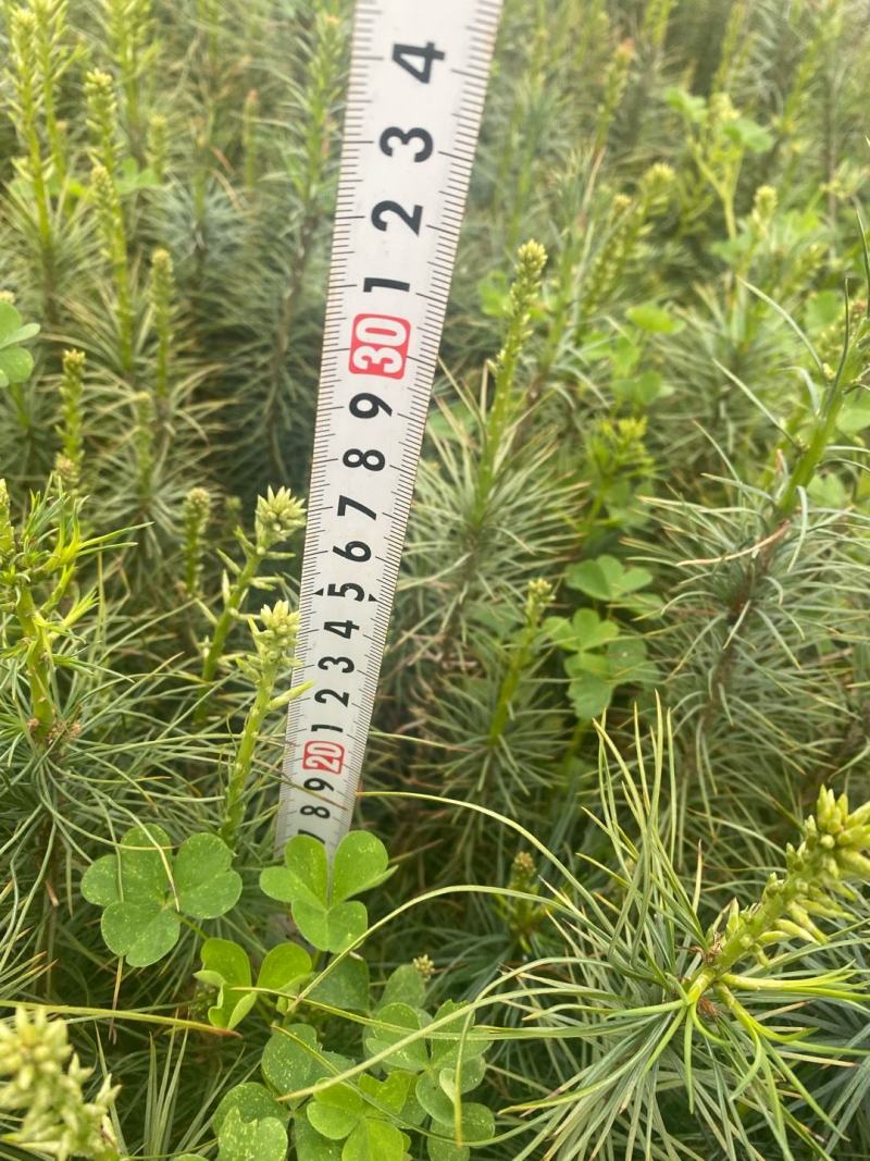华山松苗华山松杯苗，华山松袋苗，云南华山松提供三证一签