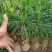 华山松苗华山松杯苗，华山松袋苗，云南华山松提供三证一签