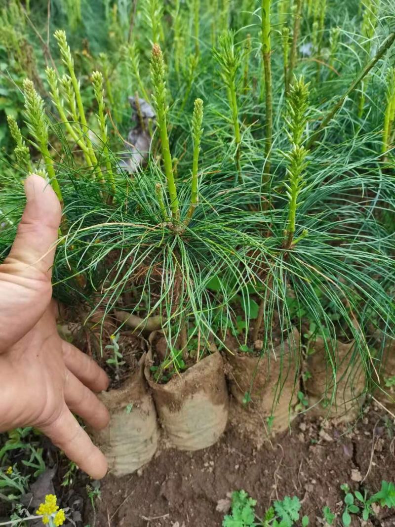 华山松苗华山松杯苗，华山松袋苗，云南华山松提供三证一签