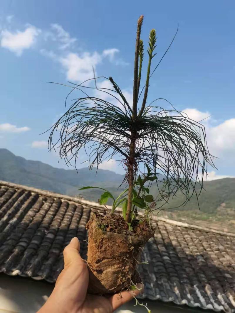 华山松苗华山松杯苗，华山松袋苗，云南华山松提供三证一签
