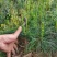 华山松苗华山松杯苗，华山松袋苗，云南华山松提供三证一签