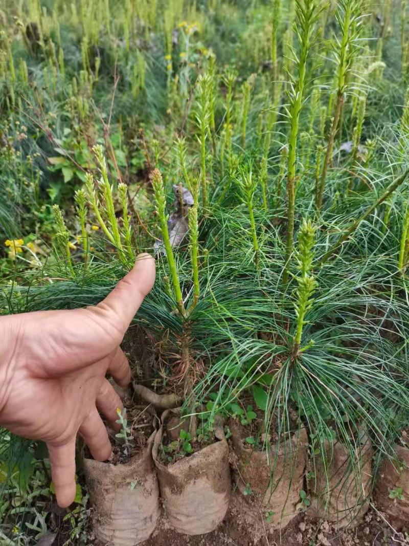 华山松苗华山松杯苗，华山松袋苗，云南华山松提供三证一签