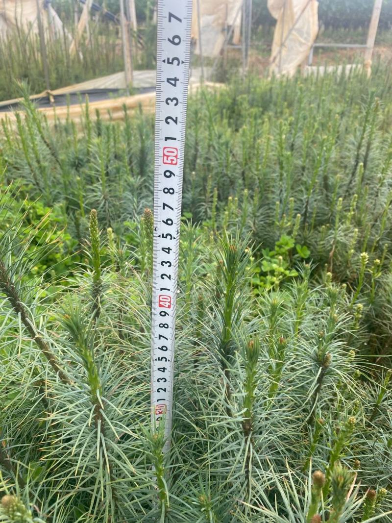 华山松苗华山松杯苗，华山松袋苗，云南华山松提供三证一签