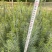 华山松苗华山松杯苗，华山松袋苗，云南华山松提供三证一签