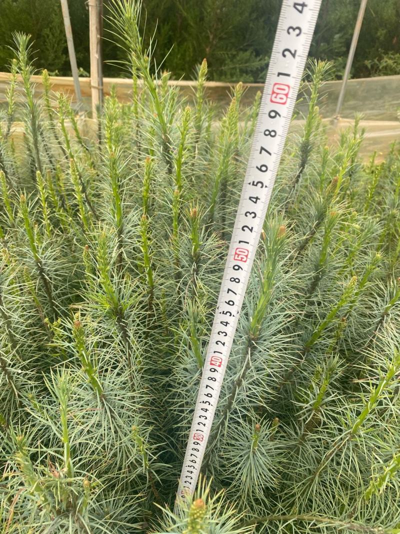 华山松苗华山松杯苗，华山松袋苗，云南华山松提供三证一签