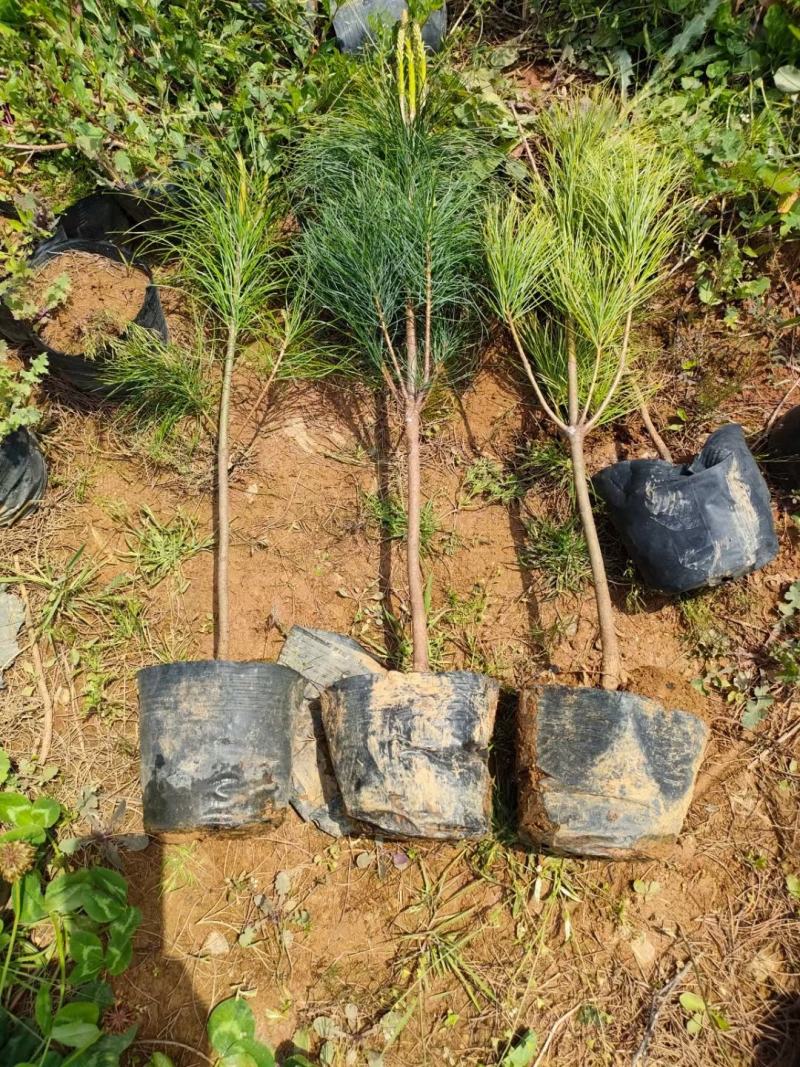 华山松苗华山松杯苗，华山松袋苗，云南华山松提供三证一签