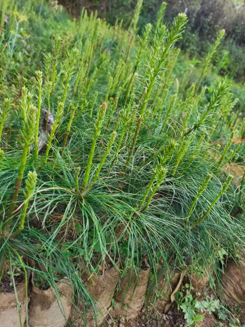 华山松苗华山松杯苗，华山松袋苗，云南华山松提供三证一签