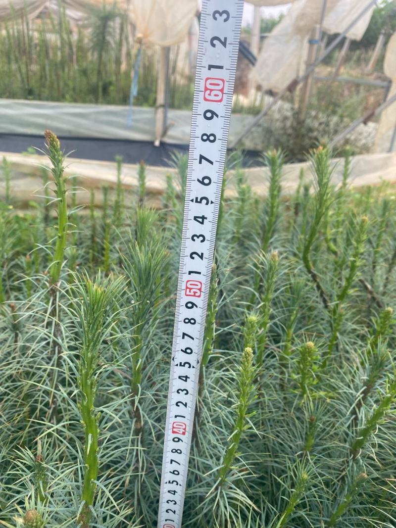 华山松苗华山松杯苗，华山松袋苗，云南华山松提供三证一签