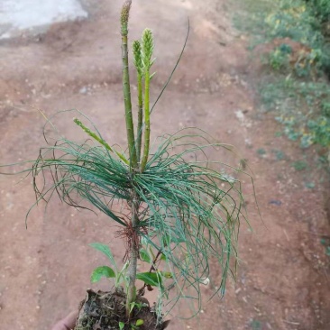 华山松苗华山松杯苗，华山松袋苗，云南华山松提供三证一签