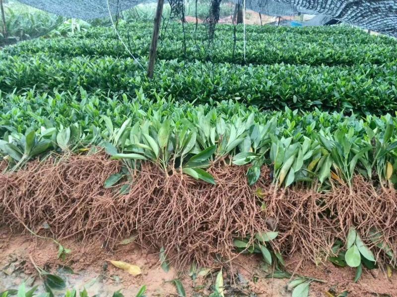 自家基地，非洲茉莉（大量低价出售中）诚信经营保质保量
