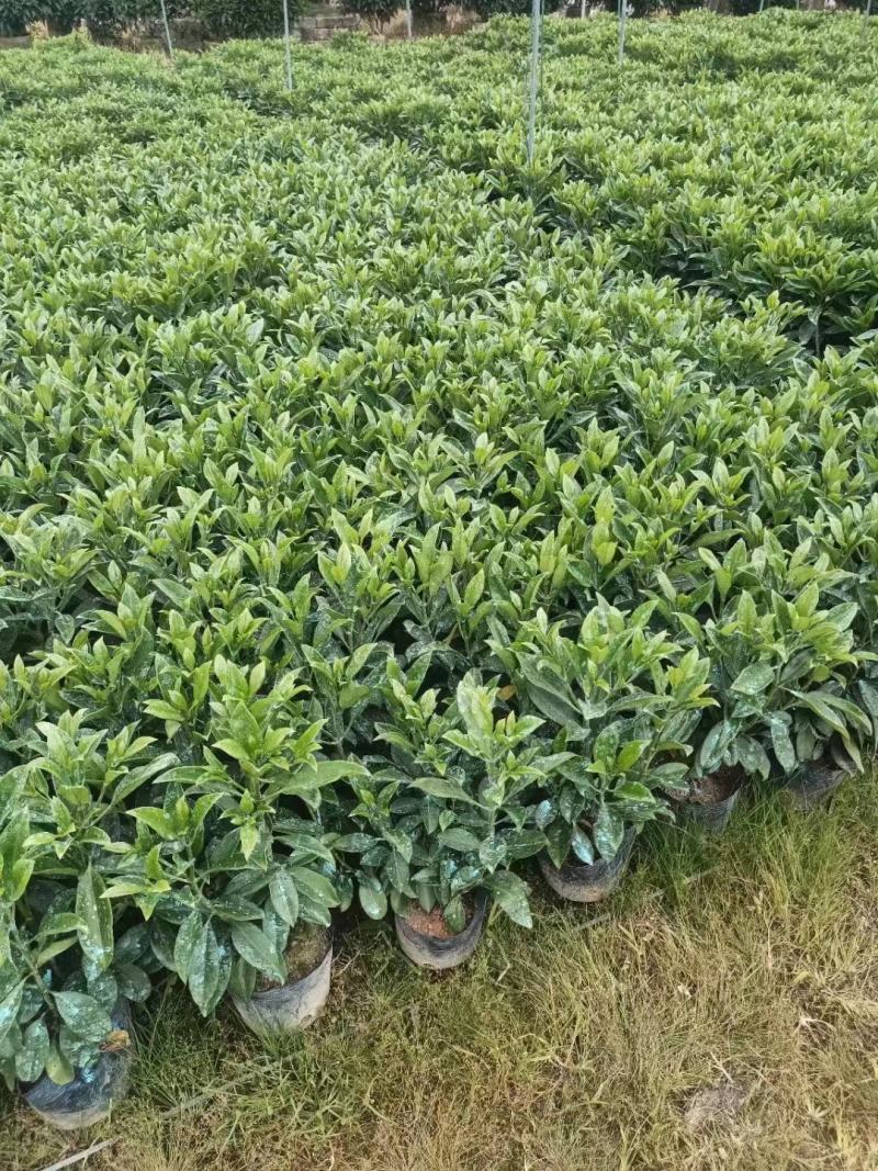 自家基地，非洲茉莉（大量低价出售中）诚信经营保质保量