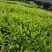 自家基地，非洲茉莉（大量低价出售中）诚信经营保质保量