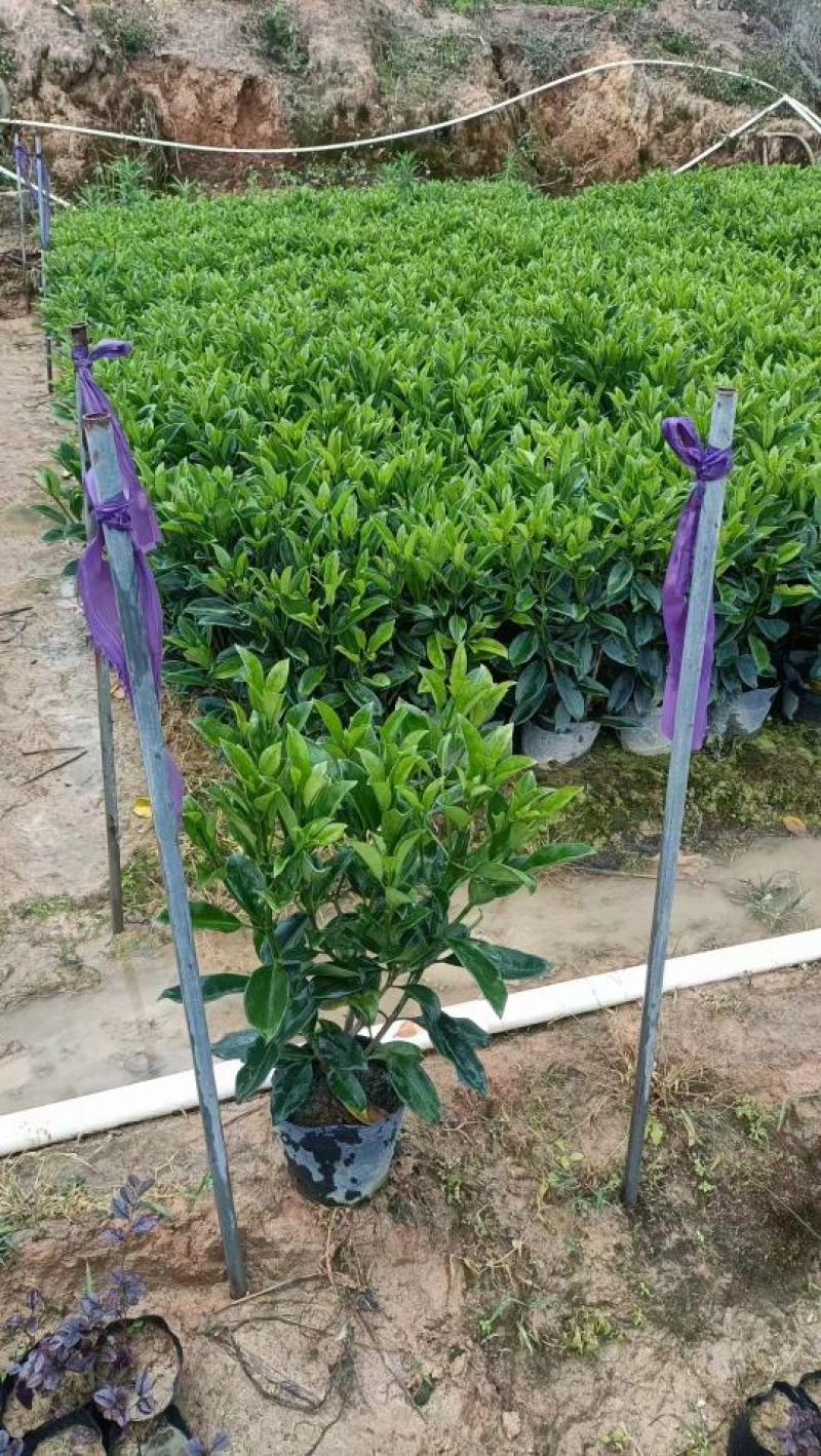 自家基地，非洲茉莉（大量低价出售中）诚信经营保质保量