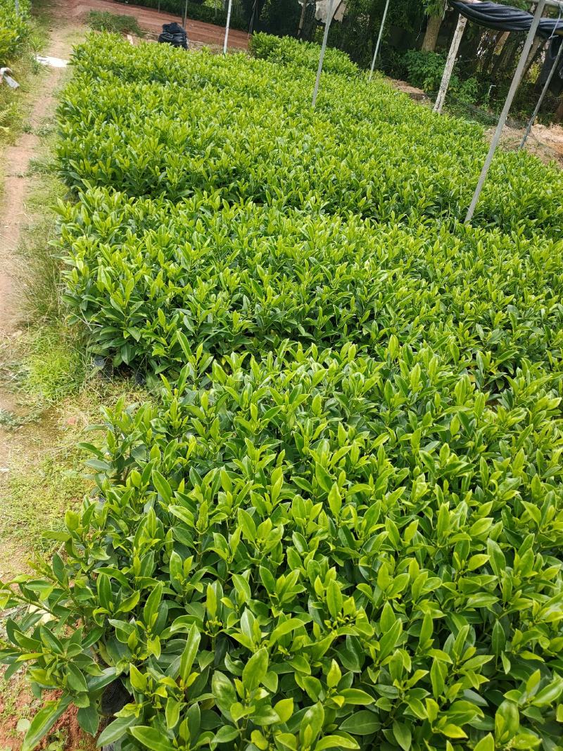 自家基地，非洲茉莉（大量低价出售中）诚信经营保质保量