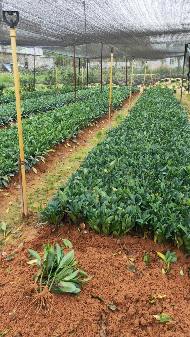 自家基地，非洲茉莉（大量低价出售中）诚信经营保质保量