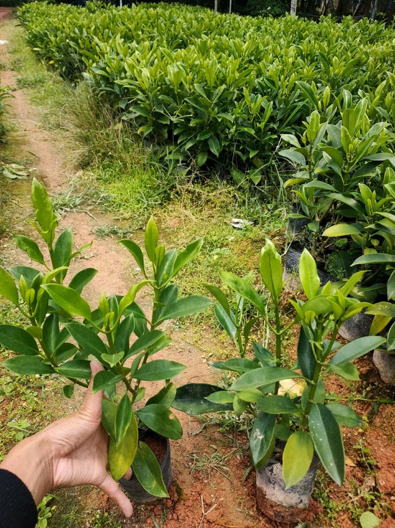 自家基地，非洲茉莉（大量低价出售中）诚信经营保质保量