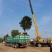 13-17公分绚丽海棠13-18公分冬红海棠