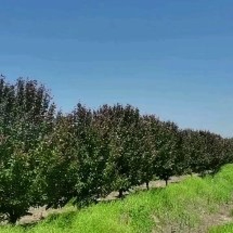 冬红海棠12-18公分，绚丽海棠12-17公分，一手货源