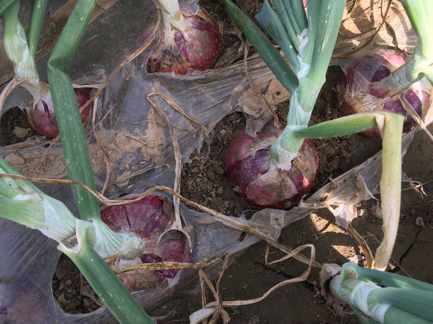 洋葱营养成分表