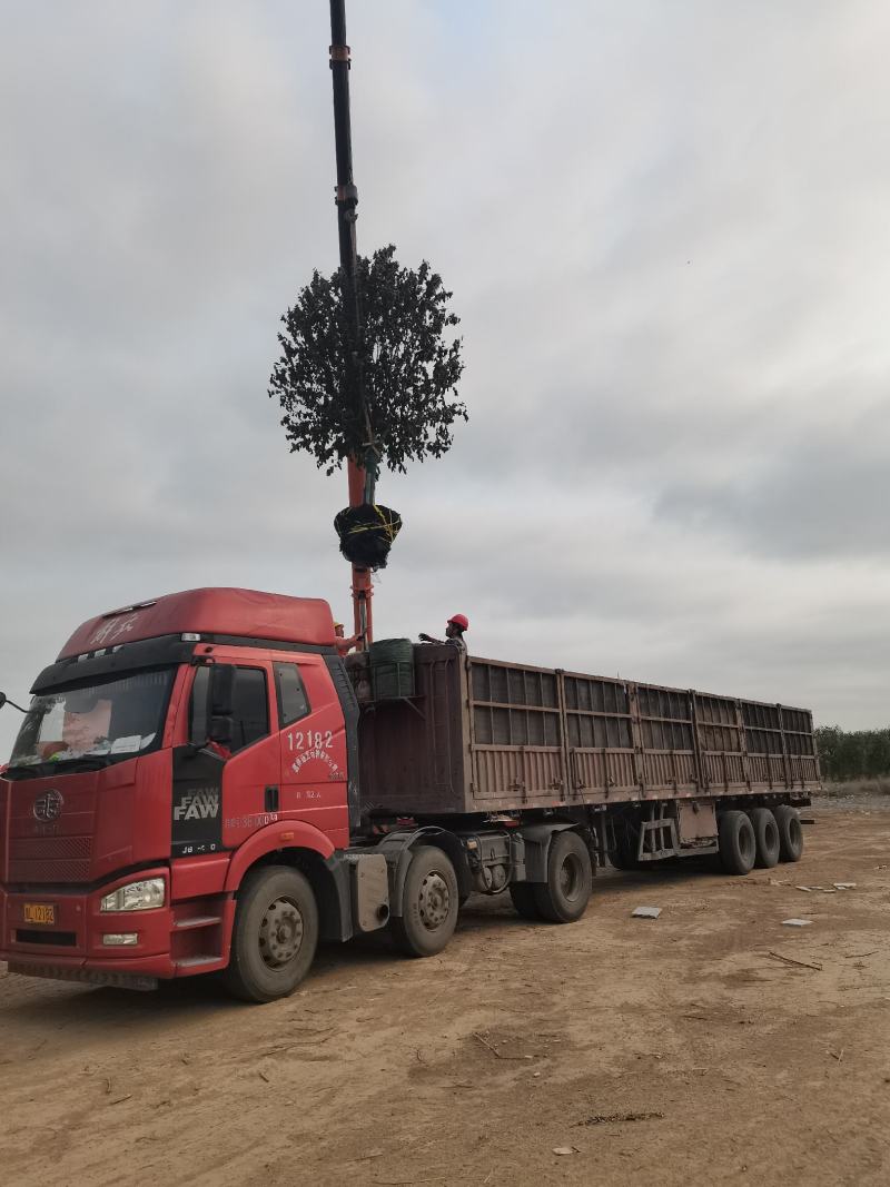 冬红海棠12-18公分，绚丽海棠12-17公分，一手货源