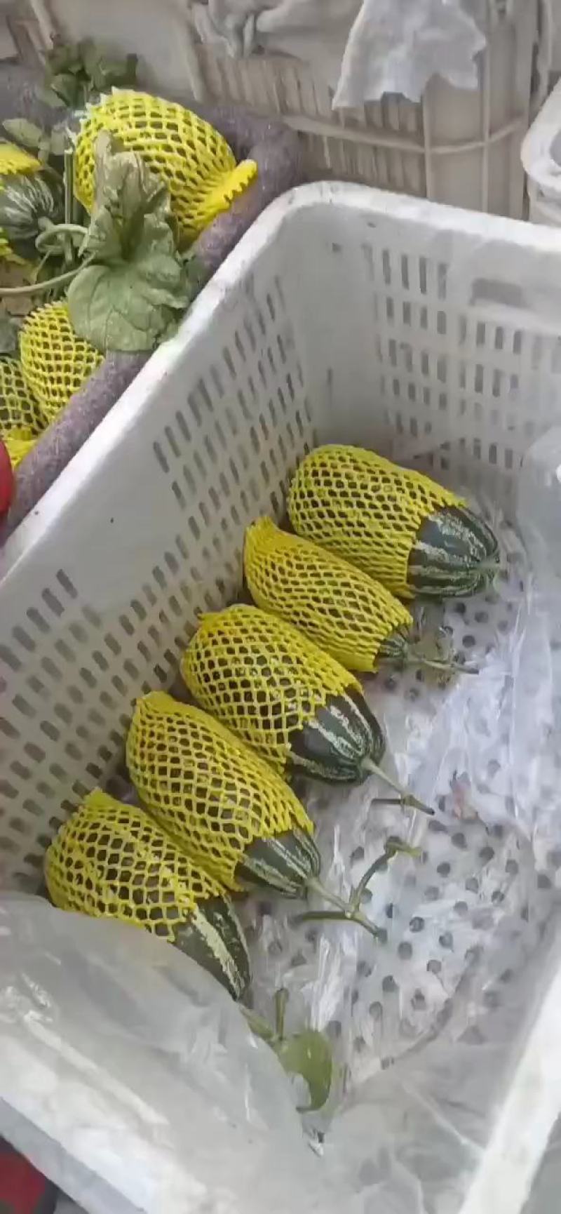惠民博洋甜瓜大量供应中，承接各大平台市场