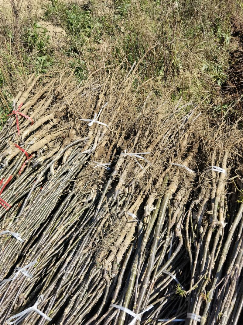 嫁接核桃苗，核桃苗，云新核桃，大泡，8518川早等品种