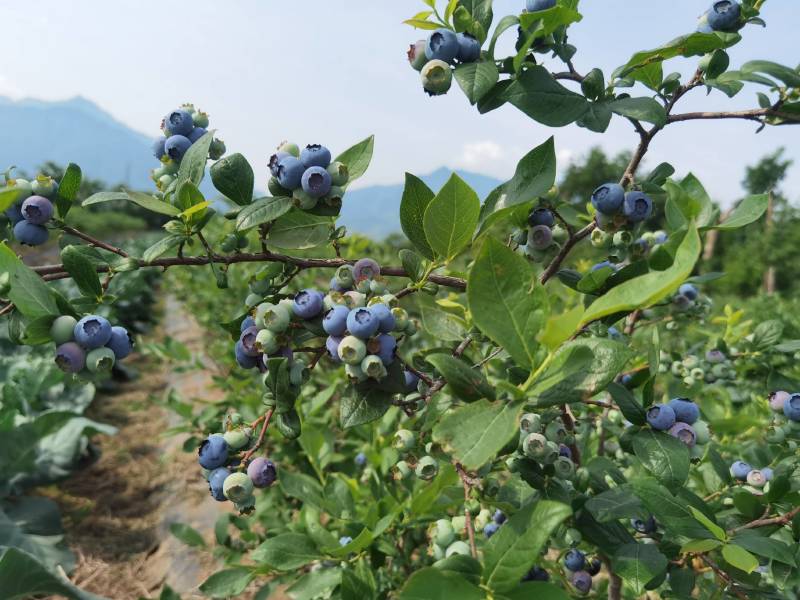 陕西蓝莓