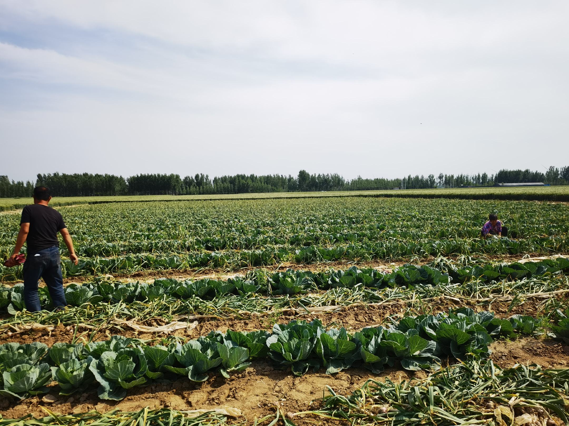 白皮蒜种植田间管理现场