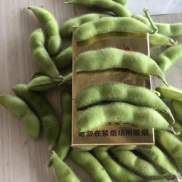 芜湖精品露天大青豆，饱满度都刚刚好